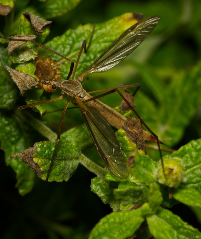 Bugs - SA706454.ok.editted