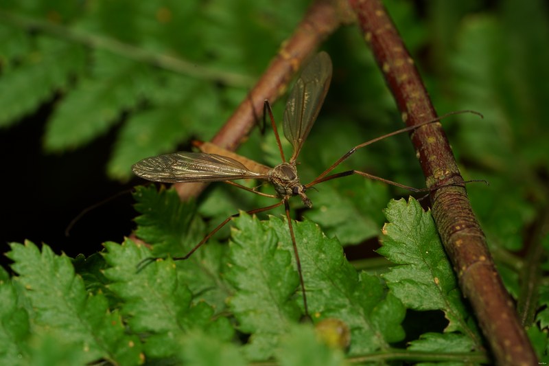 Bugs - SA706628.good.better