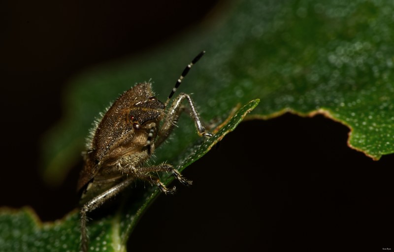 Bugs - SA706678.editted
