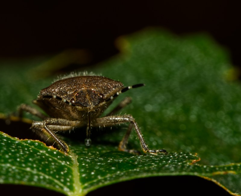 Bugs - SA706684.editted