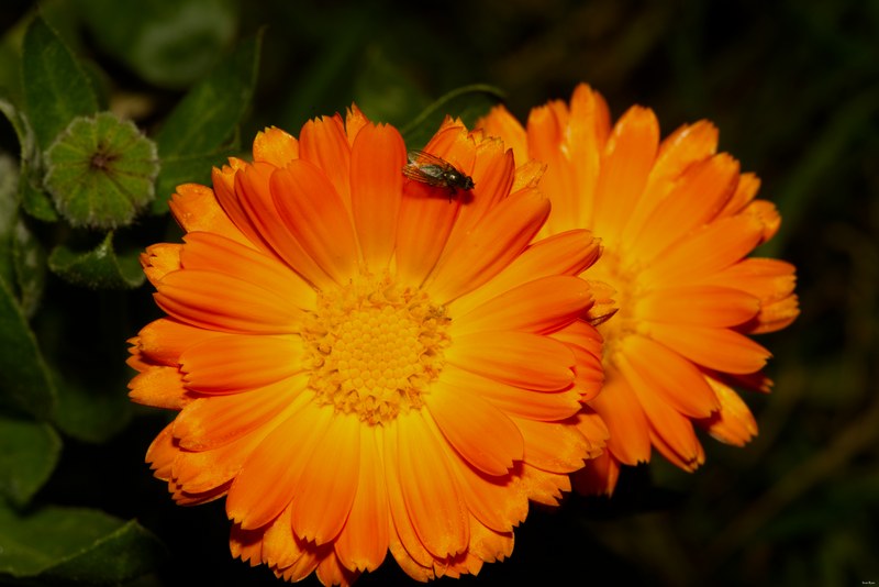 Bugs - SA706699.editted