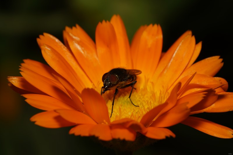 Bugs - SA706711.good