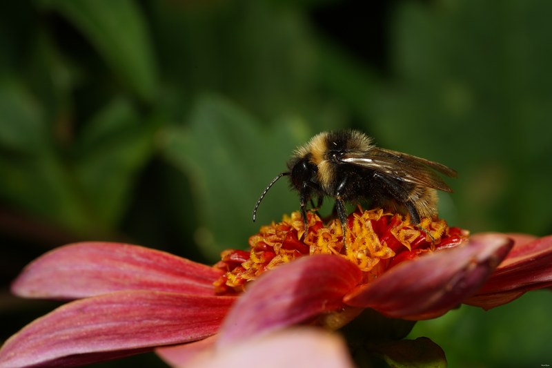 2023-09 - Texel Bugs Flowers And Beasties - Every Day Photos