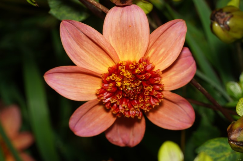 Flowers - SA706693.ok