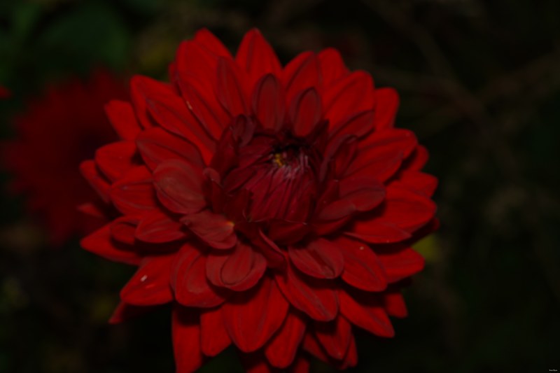 Flowers - SA706723.ok