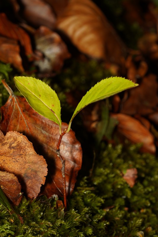 Leaves - SA706648.ok