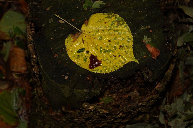 Leaves - SA706685.ok.edit
