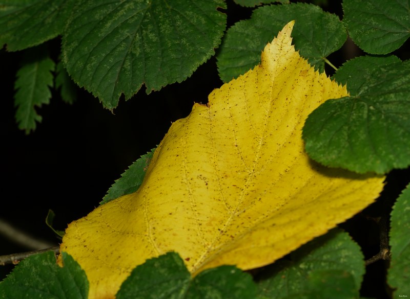Leaves
