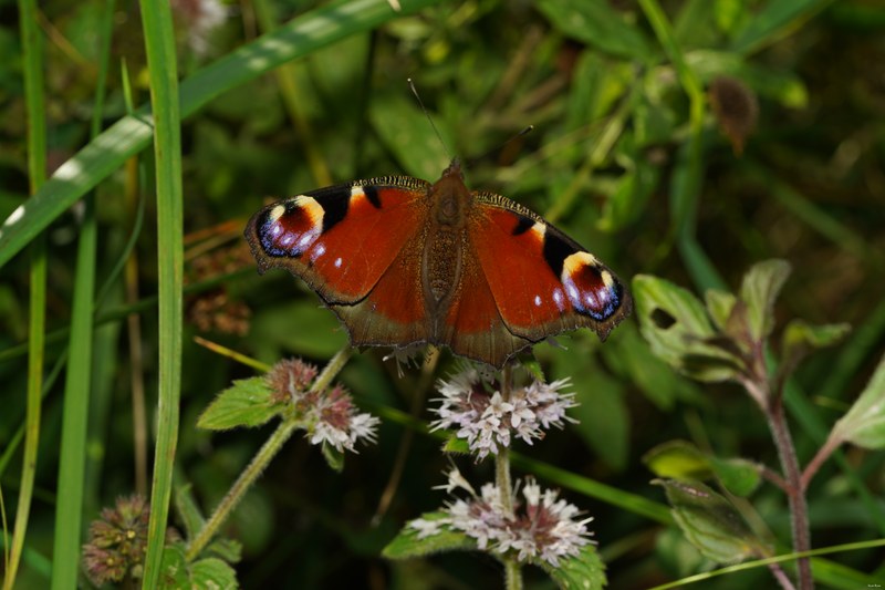 2023-09 - Texel Bugs Flowers And Beasties - SA706421.good.butterfly