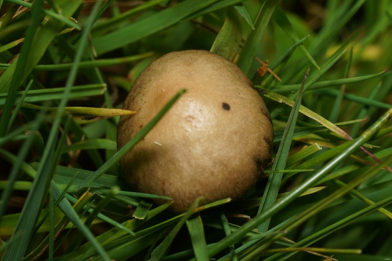 Mushrooms - SA706451.ok