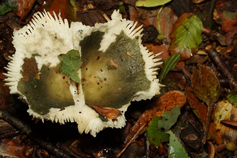 Mushrooms - SA706634.ok