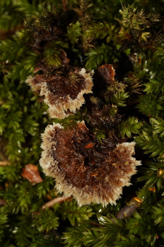 Mushrooms - SA706636.ok