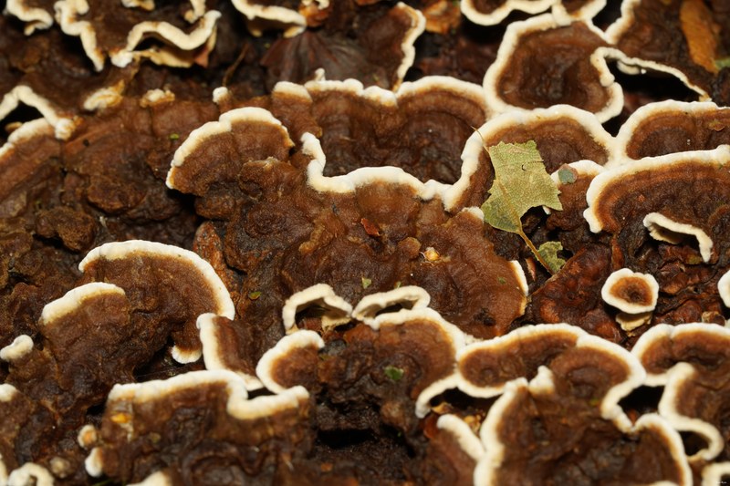 Mushrooms - SA706653.ok