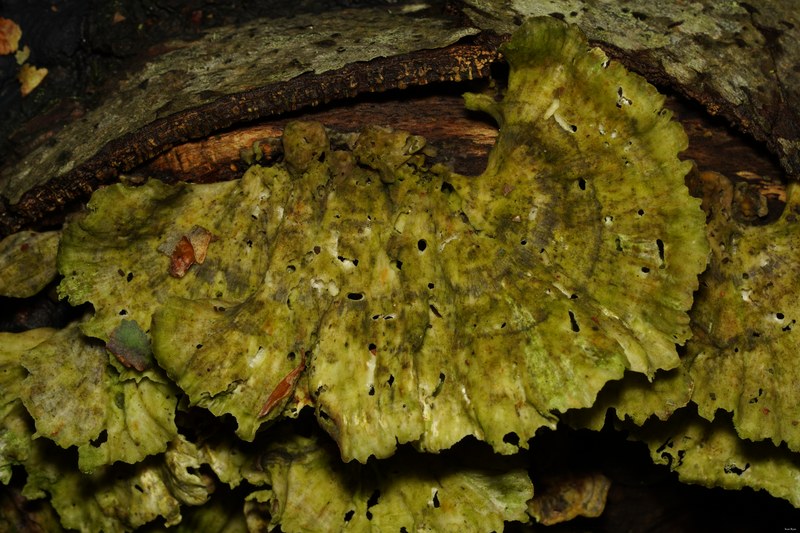 Mushrooms - SA706657.ok