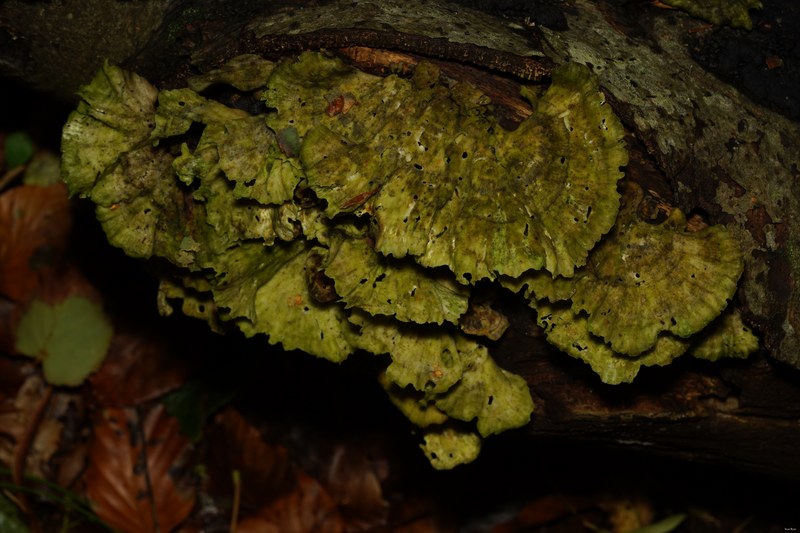 Mushrooms - SA706661.ok