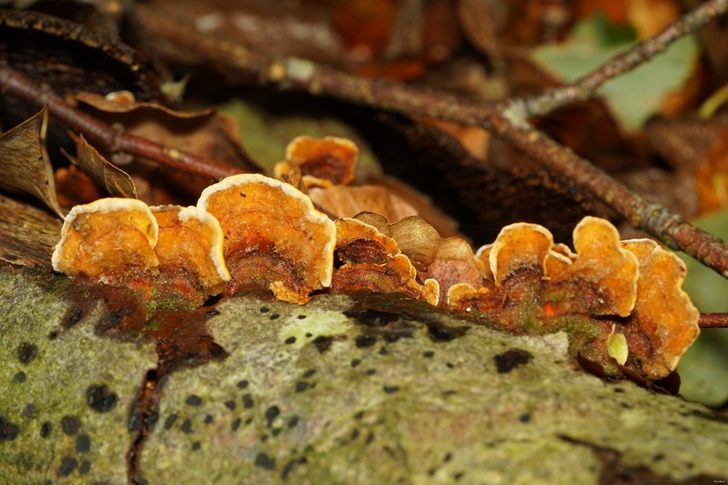 Mushrooms - SA706662.ok