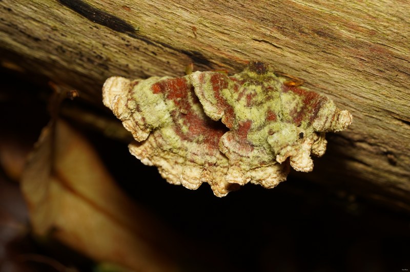 Mushrooms