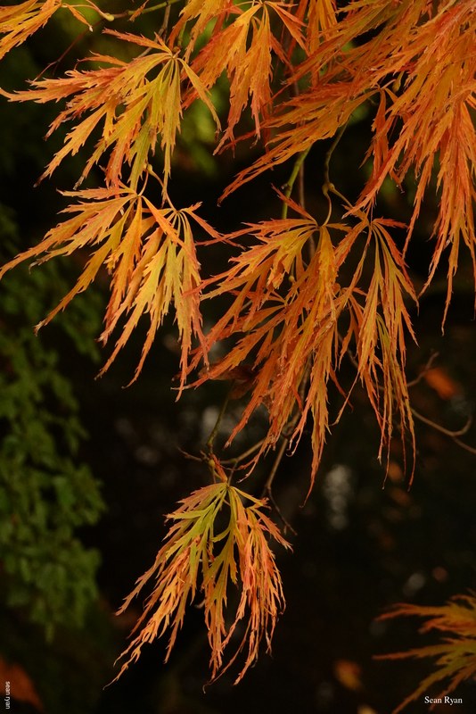 Japanese Garden - Autumn - 2023 - Every Day Photos