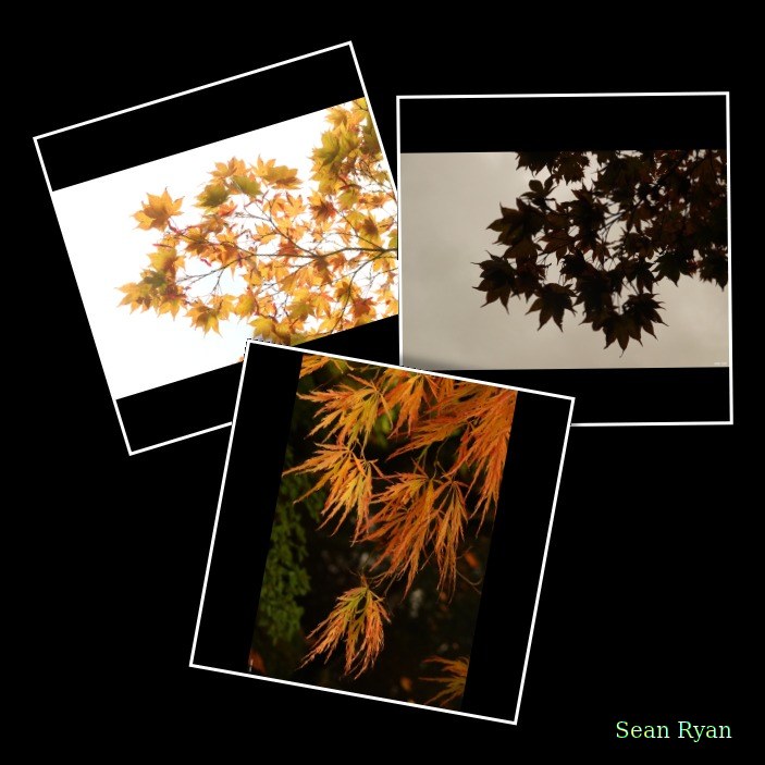 2023 - Japanese Garden Clingandael - The Hague