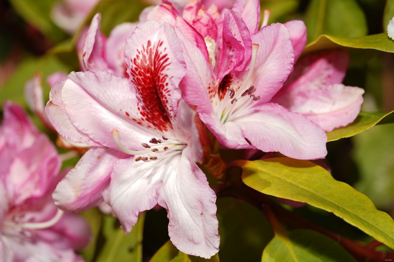 2024-04 - Rosarium Westbroekpark In Macro - SA708024.ok