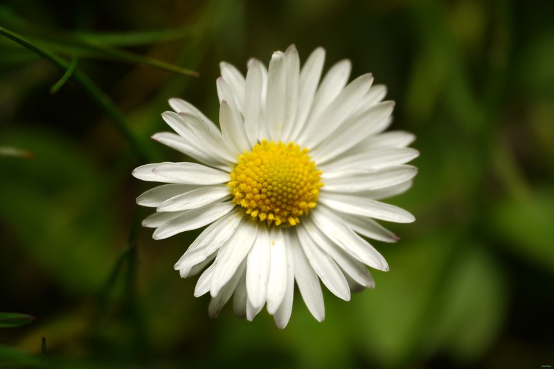 2024-04 - Rosarium Westbroekpark In Macro - SA708135.ok