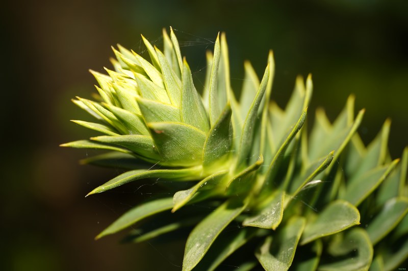 2024-04 - Rosarium Westbroekpark In Macro - SA708178.ok