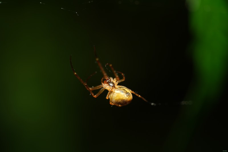 2024-04 - Rosarium Westbroekpark In Macro - SA708198.ok