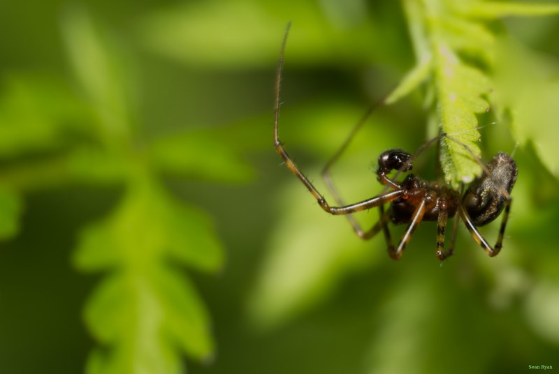 2024-04 - Rosarium Westbroekpark In Macro - SA708221.editted