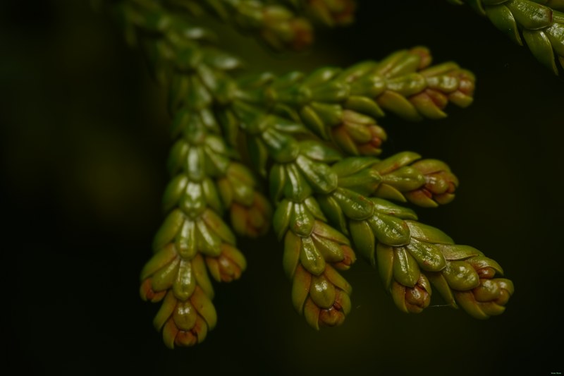 2024-04 - Rosarium Westbroekpark In Macro - SA708242.ok