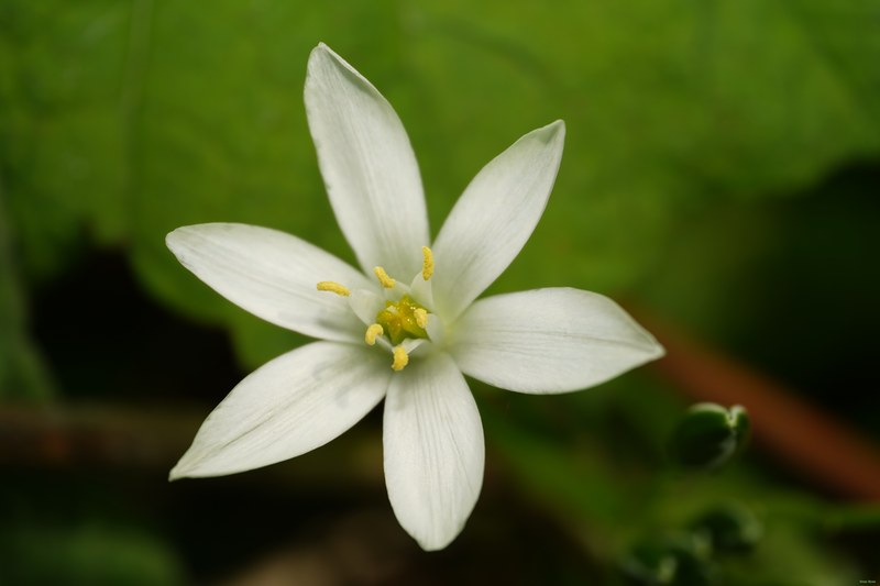 2024-04 - Rosarium Westbroekpark In Macro - SA708260.ok.better