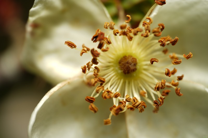 2024-04 - Rosarium Westbroekpark In Macro - Every Day Photos