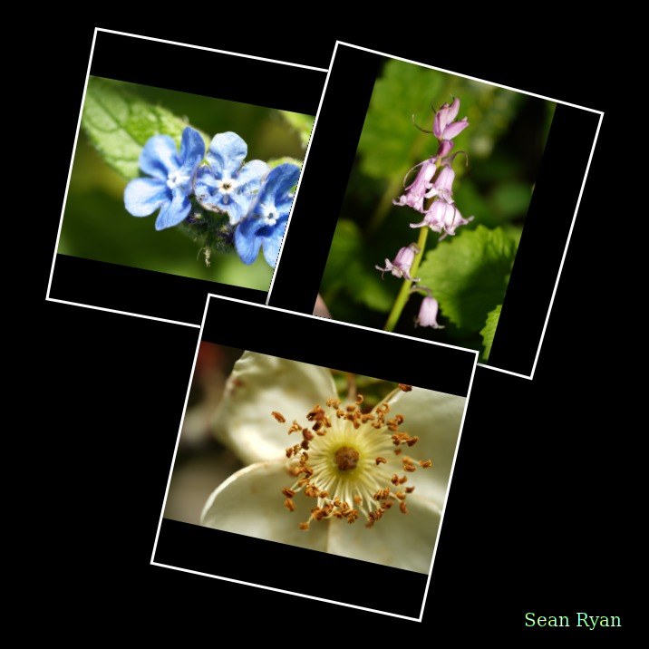 2024-04 - Rosarium Westbroekpark In Macro