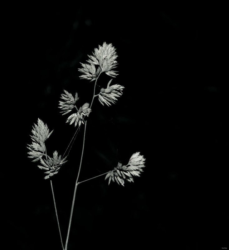 2024-06 - Meijendel Ladybirds Poppies And Trees - SA708671.editted.bw