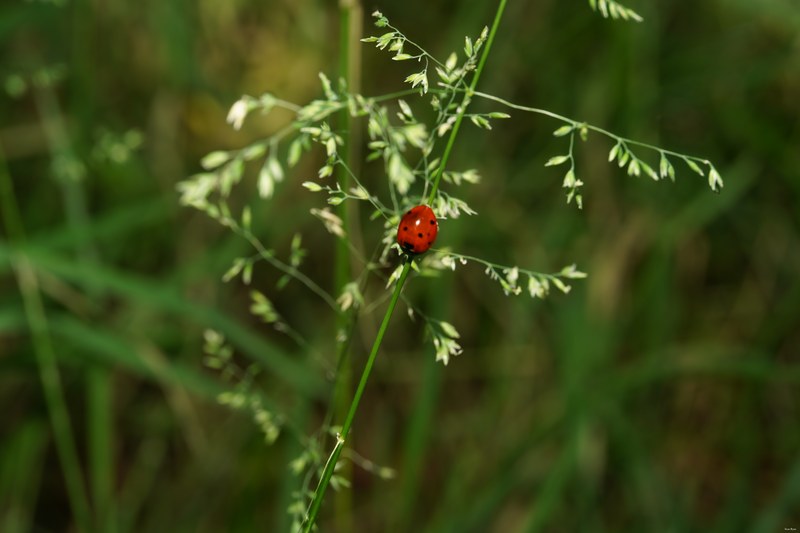 2024-06 - Meijendel Ladybirds Poppies And Trees - SA708754.ok