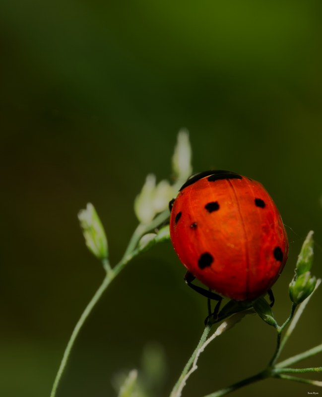 2024-06 - Meijendel Ladybirds Poppies And Trees - SA708767.ok.editted