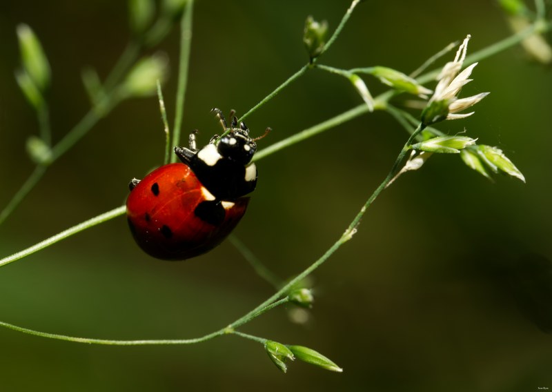 2024-06 - Meijendel Ladybirds Poppies And Trees - SA708769.editted.2
