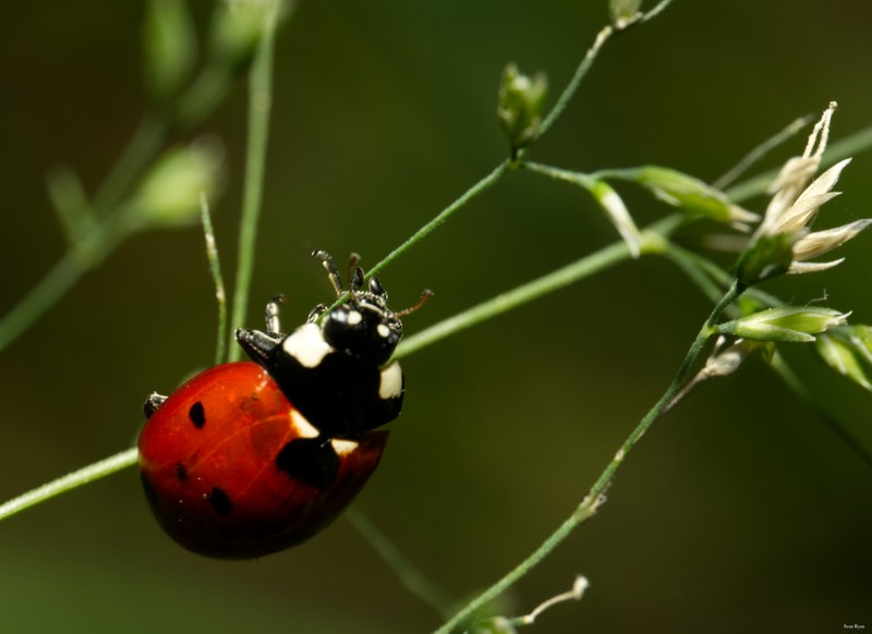 2024-06 - Meijendel Ladybirds Poppies And Trees - SA708769.editted