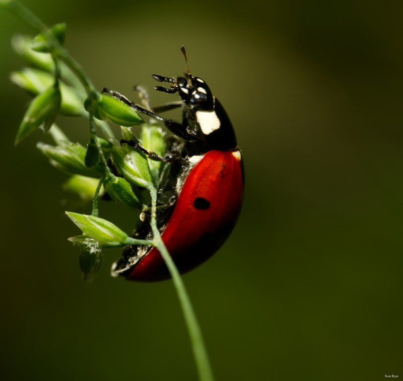2024-06 - Meijendel Ladybirds Poppies And Trees - SA708774.editted.good