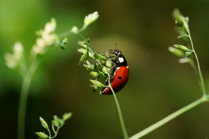2024-06 - Meijendel Ladybirds Poppies And Trees - SA708774.ok