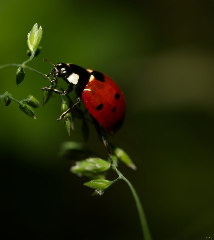 2024-06 - Meijendel Ladybirds Poppies And Trees - SA708775.editted.2
