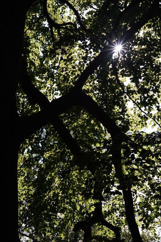 2024-06 - Meijendel Ladybirds Poppies And Trees - SA708823.ok.better