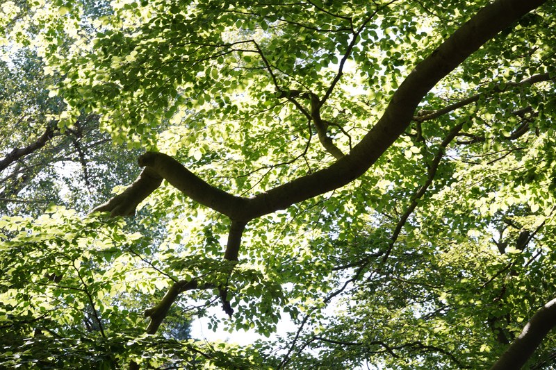 2024-06 - Meijendel Ladybirds Poppies And Trees - SA708835.ok