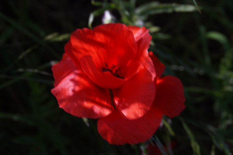2024-06 - Meijendel Ladybirds Poppies And Trees - SA708838.ok