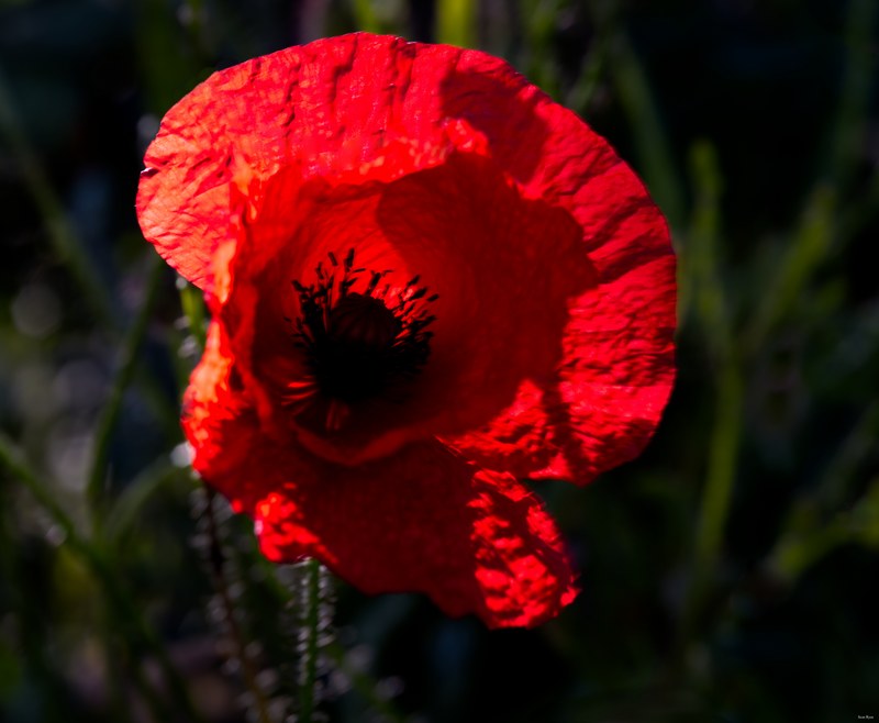 2024-06 - Meijendel Ladybirds Poppies And Trees - SA708840.editted