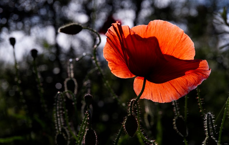 2024-06 - Meijendel Ladybirds Poppies And Trees - SA708844.editted