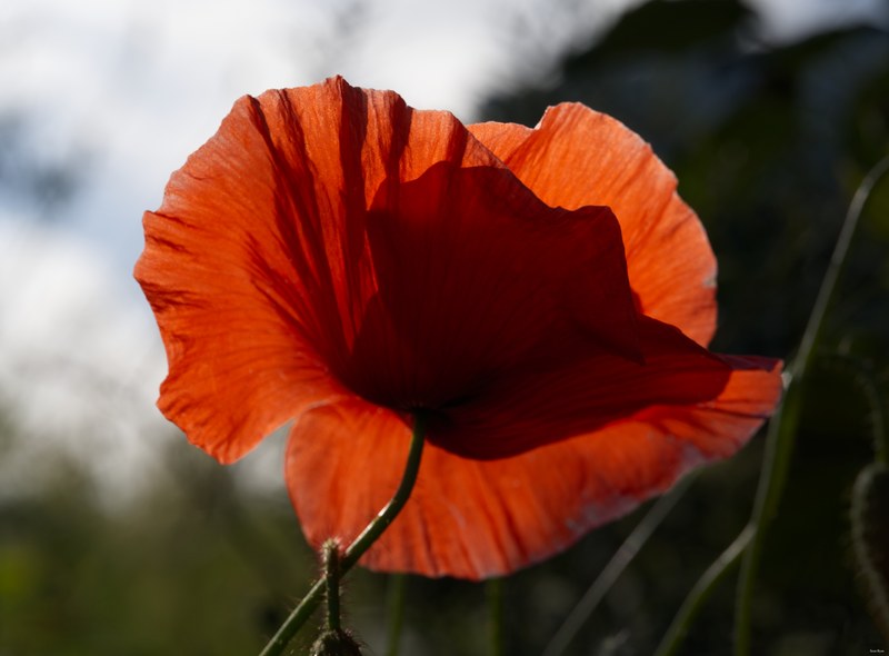 2024-06 - Meijendel Ladybirds Poppies And Trees - SA708847.editted