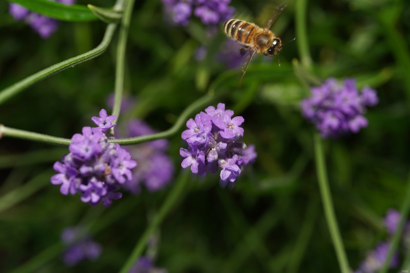 2024-06 - Struinen-in-tuinen Den Haag - SA708906.good.bee-flight
