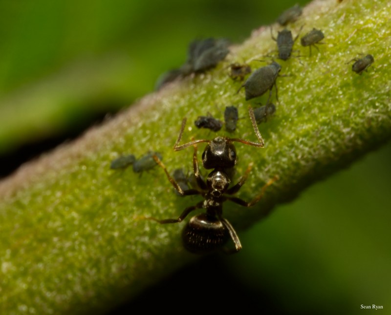 2024-07 - Bees At Apiary Near Clingandael - The Hague - SA709118.ant-with-aphids