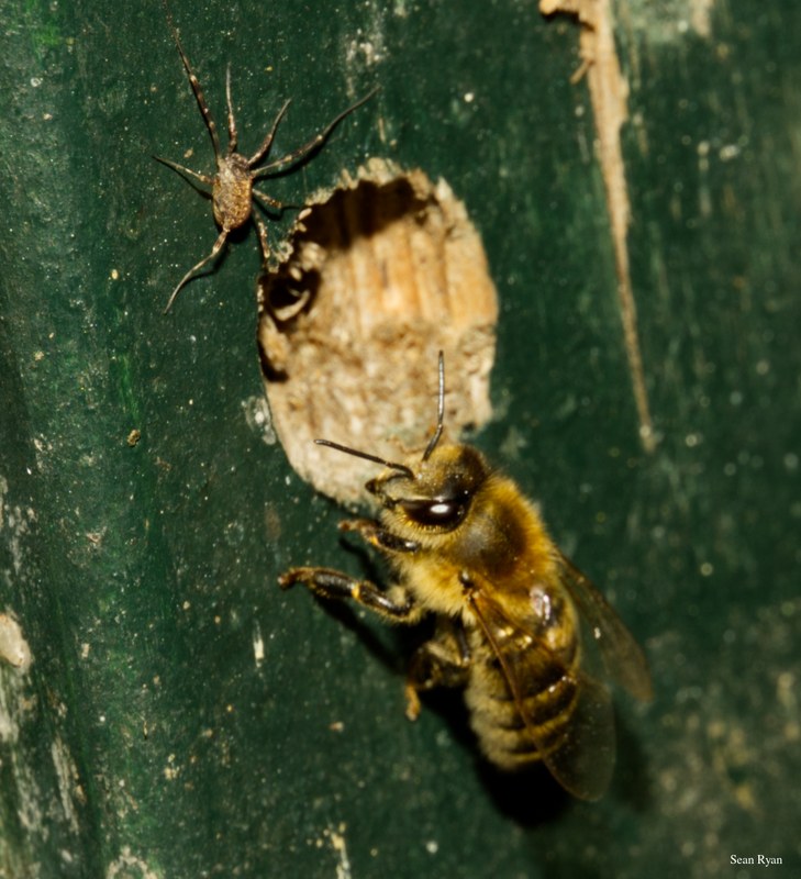 2024-07 - Bees At Apiary Near Clingandael - The Hague - SA709126.editted