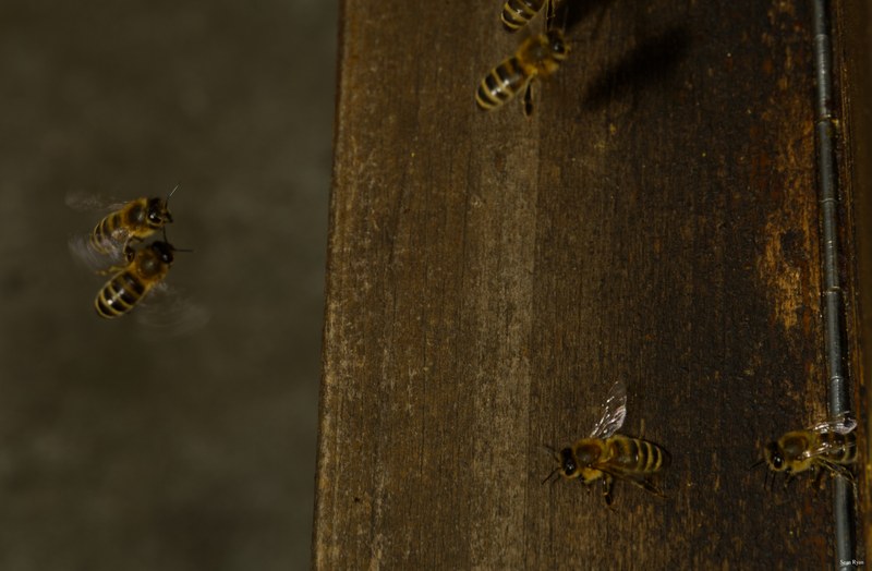 2024-07 - Bees At Apiary Near Clingandael - The Hague - SA709134.editted.flying